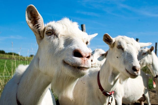 Vibe Coding, Geliştiricilere Güven Kazandırıyor: Başarı İçin İlk Adım