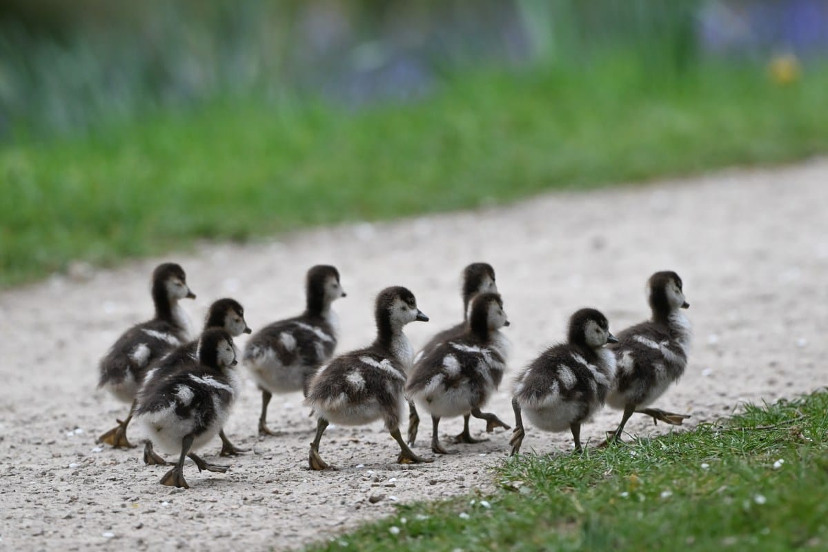 TikTok Algoritması Kültürü Şekillendiriyor: Pazarlama ve Büyüme Hacking’i Nerede Çizmeliyiz?