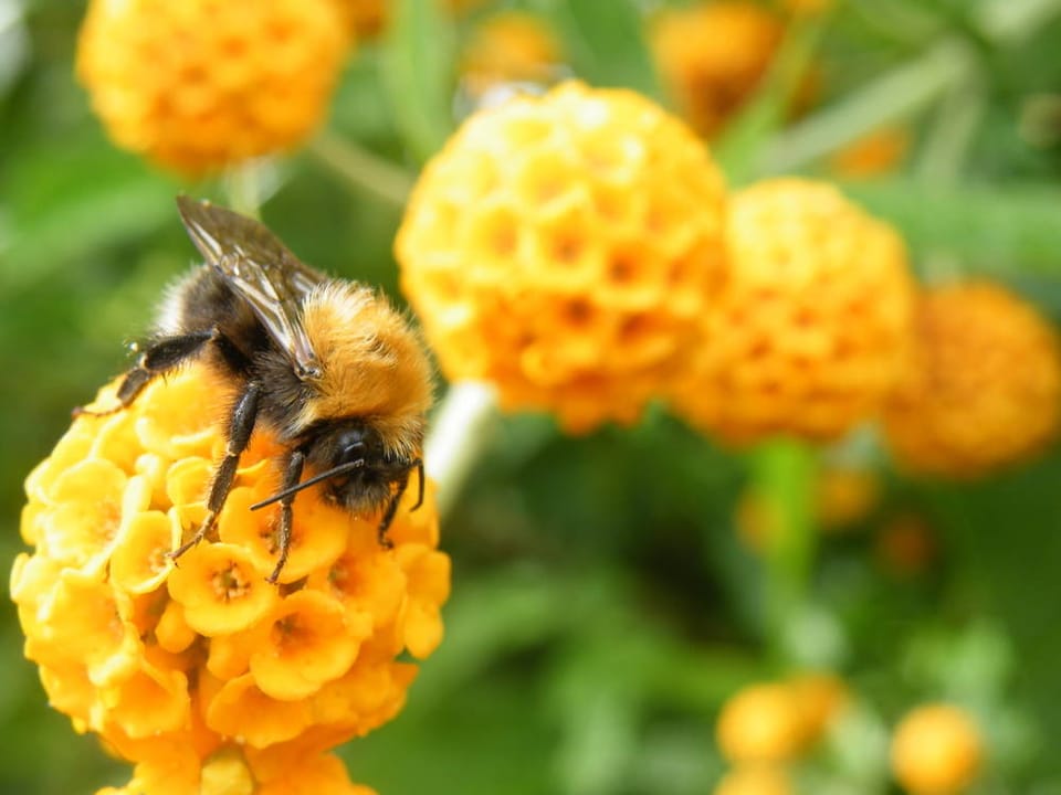 Arılar ve Kolibriler Çiçek Nektarında Alkol Tüketiyor