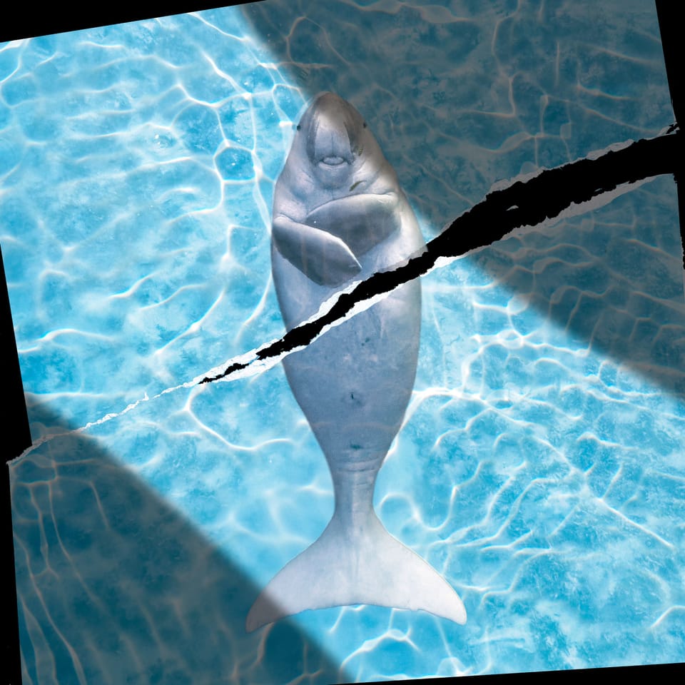 Hormuz Boğazı'nda Deniz Yaşamı Çatışmadan Kaçamıyor